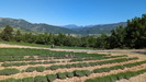 Et la lavande, malheureusement pas encore fleurie