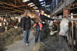 Tant pis, on va voir les vaches.