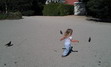 Chasse aux pigeons !