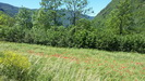 Champ de coquelicots