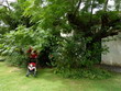 Verdure  Colonia