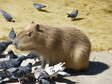 Cousine XXXL des marmottes alpines