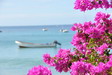 Bougainvilliers