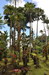 Jardins de Balata