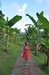 Muse de la banane