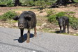 Des gorets corses, pas farouches les bestiaux !