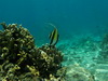 Le poisson prfr des garons
