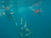 Visiteurs sous-marins
