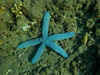 Les normes toiles de mer bleues, on en verra des dizaines