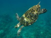 LA tortue qu'on a cherch pendant 3 jours :-) Le film en bas de page