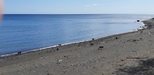 Les singes profitent aussi de la plage