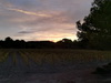 Les vignes et les couleurs du soir