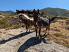 Des chevaux sauvages