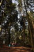 Grands arbres vosgiens