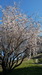 Les arbres en fleur 