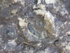 Exemple d'ammonite